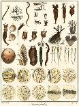 Microscopic Marine Life-Ebenezer Sibly-Art Print