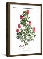 Ebenus cretica, Flora Graeca-Ferdinand Bauer-Framed Giclee Print