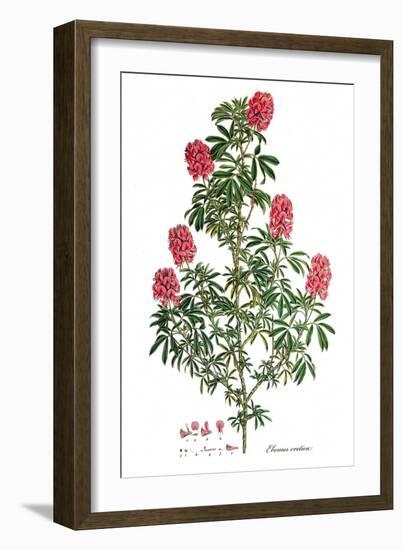 Ebenus cretica, Flora Graeca-Ferdinand Bauer-Framed Giclee Print