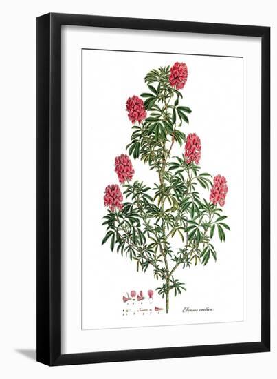 Ebenus cretica, Flora Graeca-Ferdinand Bauer-Framed Giclee Print