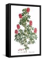 Ebenus cretica, Flora Graeca-Ferdinand Bauer-Framed Stretched Canvas