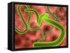 Ebola Virus Particles-Roger Harris-Framed Stretched Canvas