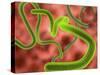 Ebola Virus Particles-Roger Harris-Stretched Canvas