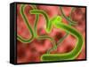 Ebola Virus Particles-Roger Harris-Framed Stretched Canvas