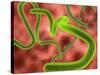 Ebola Virus Particles-Roger Harris-Stretched Canvas