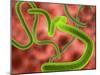 Ebola Virus Particles-Roger Harris-Mounted Photographic Print