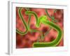 Ebola Virus Particles-Roger Harris-Framed Photographic Print