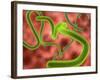 Ebola Virus Particles-Roger Harris-Framed Photographic Print