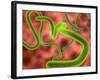 Ebola Virus Particles-Roger Harris-Framed Photographic Print