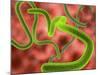 Ebola Virus Particles-Roger Harris-Mounted Photographic Print