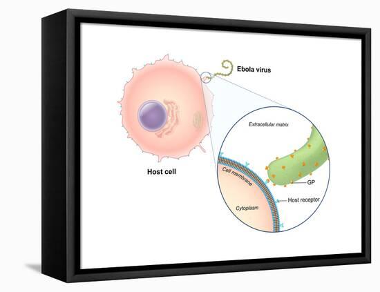 Ebola Virus Replication (1 of 5)-Evan Oto-Framed Stretched Canvas