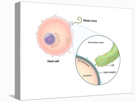 Ebola Virus Replication (1 of 5)-Evan Oto-Stretched Canvas