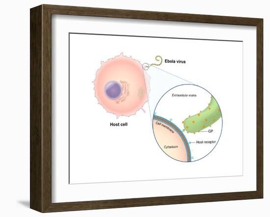 Ebola Virus Replication (1 of 5)-Evan Oto-Framed Art Print