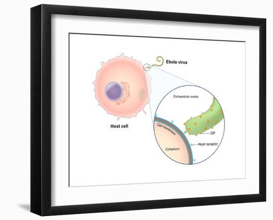 Ebola Virus Replication (1 of 5)-Evan Oto-Framed Art Print