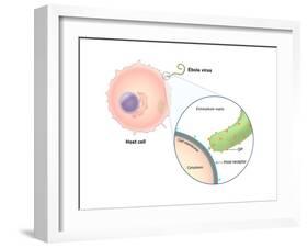 Ebola Virus Replication (1 of 5)-Evan Oto-Framed Art Print