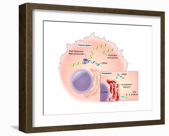 Ebola Virus Replication (4 of 5)-Evan Oto-Framed Art Print