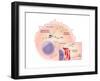 Ebola Virus Replication (4 of 5)-Evan Oto-Framed Art Print