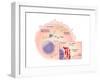 Ebola Virus Replication (4 of 5)-Evan Oto-Framed Art Print