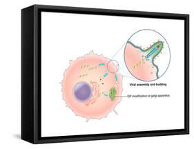 Ebola Virus Replication (5 of 5)-Evan Oto-Framed Stretched Canvas