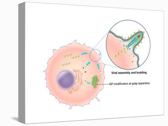 Ebola Virus Replication (5 of 5)-Evan Oto-Stretched Canvas