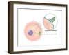 Ebola Virus Replication (5 of 5)-Evan Oto-Framed Art Print