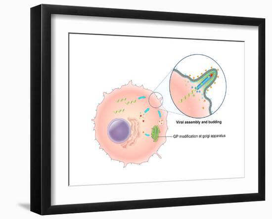 Ebola Virus Replication (5 of 5)-Evan Oto-Framed Art Print