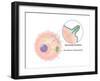 Ebola Virus Replication (5 of 5)-Evan Oto-Framed Art Print