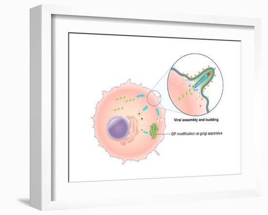 Ebola Virus Replication (5 of 5)-Evan Oto-Framed Art Print