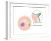 Ebola Virus Replication (5 of 5)-Evan Oto-Framed Art Print