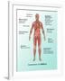 Ebola Virus Symptoms in Human, Illustration-Gwen Shockey-Framed Premium Giclee Print