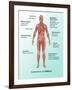 Ebola Virus Symptoms in Human, Illustration-Gwen Shockey-Framed Premium Giclee Print