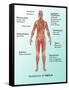 Ebola Virus Symptoms in Human, Illustration-Gwen Shockey-Framed Stretched Canvas