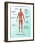 Ebola Virus Symptoms in Human, Illustration-Gwen Shockey-Framed Giclee Print