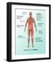 Ebola Virus Symptoms in Human, Illustration-Gwen Shockey-Framed Giclee Print