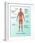 Ebola Virus Symptoms in Human, Illustration-Gwen Shockey-Framed Giclee Print