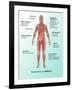 Ebola Virus Symptoms in Human, Illustration-Gwen Shockey-Framed Giclee Print