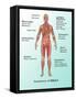 Ebola Virus Symptoms in Human, Illustration-Gwen Shockey-Framed Stretched Canvas