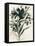 Ebony Bouquet I-June Vess-Framed Stretched Canvas