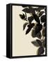 Ebony Branch II-Annie Warren-Framed Stretched Canvas