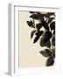 Ebony Branch II-Annie Warren-Framed Art Print