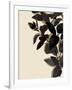 Ebony Branch II-Annie Warren-Framed Art Print