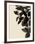 Ebony Branch II-Annie Warren-Framed Art Print