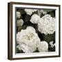 Ebony Flowers-Alan Lambert-Framed Giclee Print