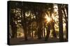 Ebony Forest, Zambia-Michele Westmorland-Stretched Canvas