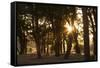 Ebony Forest, Zambia-Michele Westmorland-Framed Stretched Canvas