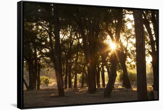 Ebony Forest, Zambia-Michele Westmorland-Framed Stretched Canvas