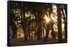 Ebony Forest, Zambia-Michele Westmorland-Framed Stretched Canvas