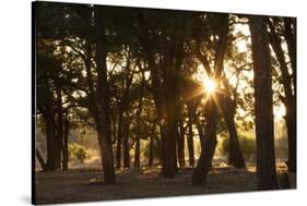 Ebony Forest, Zambia-Michele Westmorland-Stretched Canvas