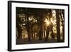 Ebony Forest, Zambia-Michele Westmorland-Framed Photographic Print