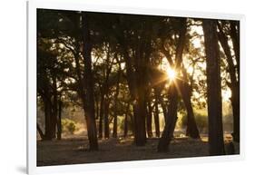 Ebony Forest, Zambia-Michele Westmorland-Framed Photographic Print